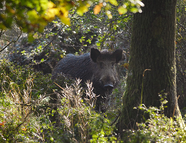  Image name: 00_46 Cinghiale.jpg 
 width: 650 pixel 
 height: 502 pixel 
 Size: 157639 bytes 
 Click to enlarge 